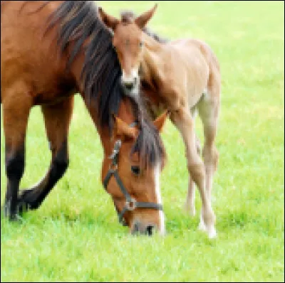 Combien de temps dure en moyenne la gestation d'une jument ?