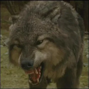 Dans Twilight, chapitre III - Hsitation, quel loup saute sur Emmett lors de la poursuite de Victoria ?