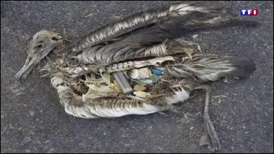 Est-ce qu�ils mangent beaucoup ?