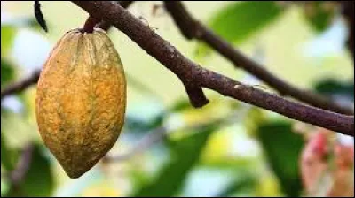 Comment s'appelle le fruit du cacaoyer ?