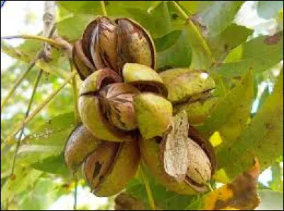 Sur quel arbre les noix de p&eacute;can poussent-elles ?