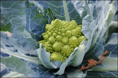 Trouvez le nom de ce l&eacute;gume originaire d'Italie :