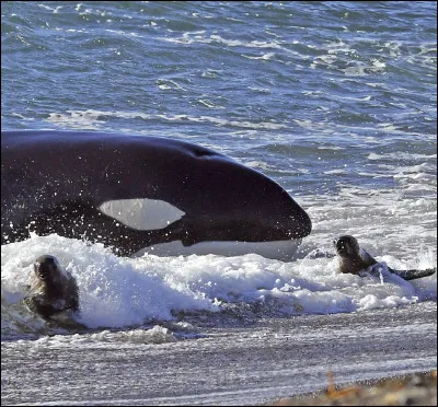 Jusqu'&agrave; quelle profondeur les orques peuvent-elles plonger ?