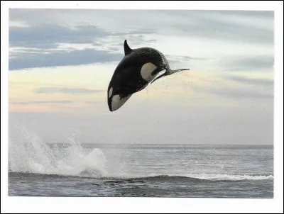 Comment grandissent les b&eacute;b&eacute;s orques ?