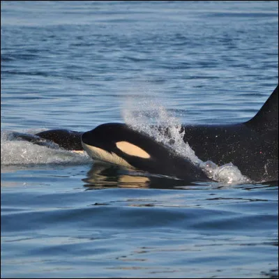 Quel type d'animal est l'orque ?