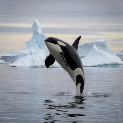 Pourquoi les orques poss&egrave;dent-elles les couleurs noir et blanc ?