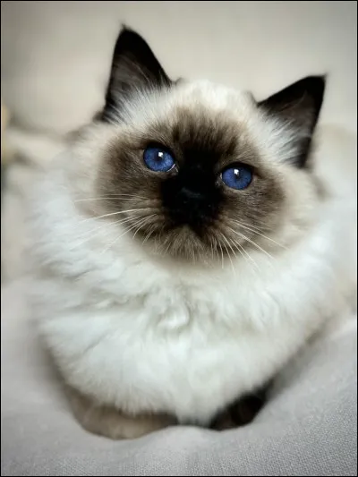 Ce beau chat est docile, calme et affectueux. Contrairement &agrave; la plupart des chats, il n'aime pas grimper et pr&eacute;f&egrave;re rester &agrave; terre. Qui est-ce ?