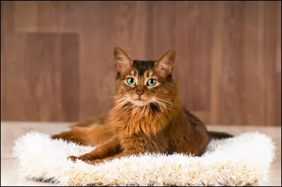 On commence avec ma race pr&eacute;f&eacute;r&eacute;e ! Ce chat g&eacute;n&eacute;ralement roux est curieux, joueur et affectueux. Son pelage mi-long et sa queue touffue font penser &agrave; un renard. Qui-est ce ?