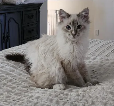 Ce chat magnifique est calme et affectueux. Il r&eacute;clame souvent des c&acirc;lins et de l'affection et est proche des humains. Son poil est long et soyeux. Qui est-ce ?