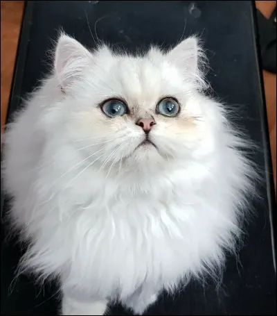 Voici le chat pr&eacute;f&eacute;r&eacute; des Fran&ccedil;ais ! Il aime ne rien faire et dormir. Il est calme, affectueux et aime "parler". Sa robe est longue et soyeuse. Son visage aplati le rend reconnaissable entre mille races. Qui est-ce ?