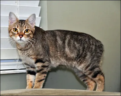 La plupart des chats de cette race n'a pas de queue. Il est calme loyal et courageux et peut m&ecirc;me grogner pour prot&eacute;ger ses maitres. Qui est-ce ?