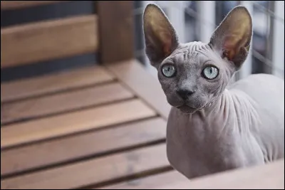 Ce chat bien connu, est d&eacute;pourvu de moustaches et de cils. Sa peau est tr&egrave;s sensible au soleil. Il est sociable fid&egrave;le et enjou&eacute;. Qui est-ce ?