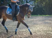 Test Devrais-tu faire sport-�tudes � Firfol ou � Delaveau ?