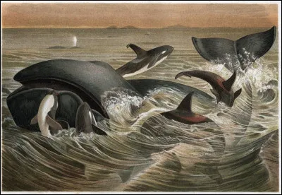 Quel proph&egrave;te a &eacute;t&eacute; aval&eacute; par une baleine ?