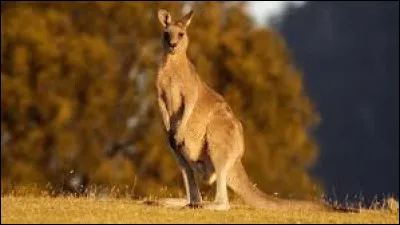 Que faut-il ajouter &agrave; "ka" pour obtenir le nom d'un animal tr&egrave;s pr&eacute;sent en Australie ?