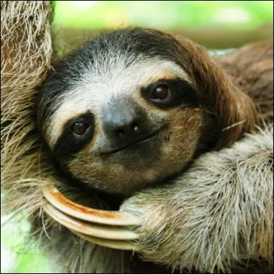 Quel marsupial peut dormir jusqu�&agrave; 20 heures par jour en raison d�un r&eacute;gime alimentaire tr&egrave;s faible en apport &eacute;nerg&eacute;tique ?