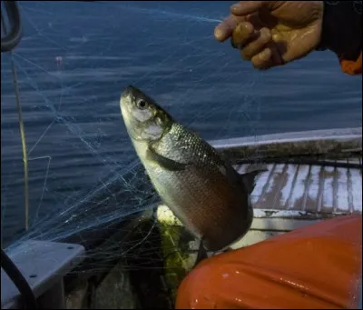 Jacques, un chirurgien est un personnage de...