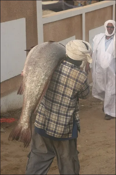 Victoria Nlonkton est un personnage de...