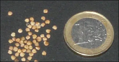 Dans quel livre d'Erk Orsenna trouve-t-on Jeanne et son fr&egrave;re Thomas ?