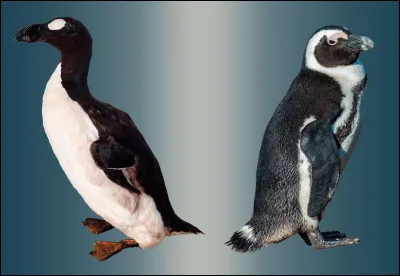 Les pingouins boivent-ils l'eau sal&eacute;e ?