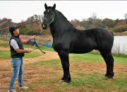 Quiz Races de chevaux