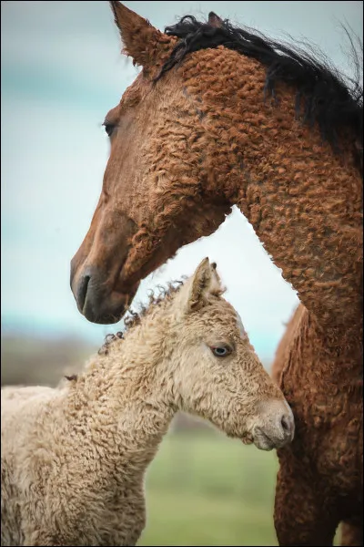 Quelle est cette race ?