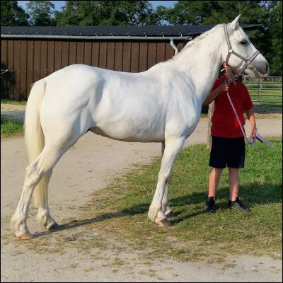 Quelle est cette race de poney ?