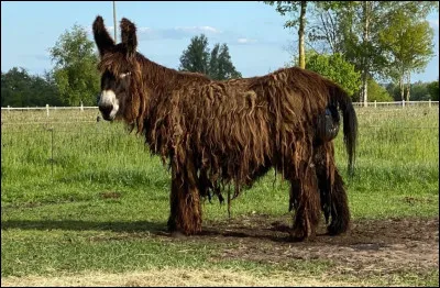 Quelle est cette race d'&acirc;ne ?