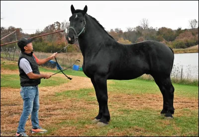 Quelle est cette race ?