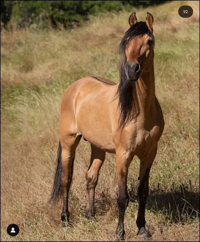 Quelle est cette race ?