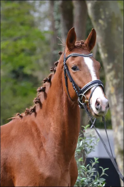 Quelle est cette race ?