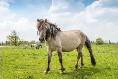 Quelle est cette race ?