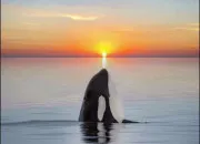 Test Quel coucher de soleil es-tu parmi eux ?