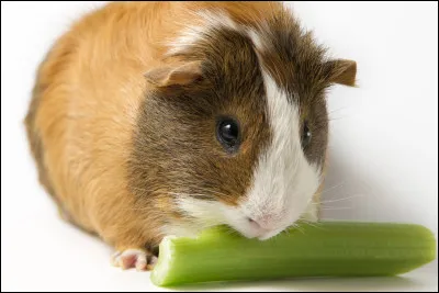 Quel est cet animal ?