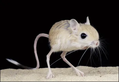 Quel rongeur des r&eacute;gions d&eacute;sertiques saute gr&acirc;ce &agrave; ses longues pattes post&eacute;rieures ?