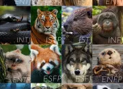 Test Quel animal es-tu ?