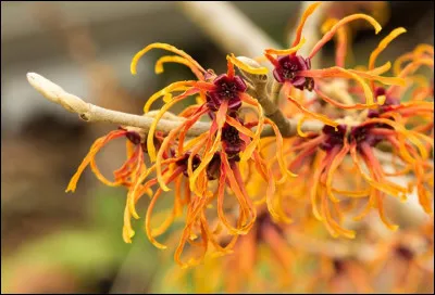 Si vous observiez les feuilles de l'hamam&eacute;lis, vous trouveriez une ressemblance avec le noisetier*, mais ici, je vous pr&eacute;sente les belles fleurs orang&eacute;es.O&ugrave; se trouve-t-il* ?
