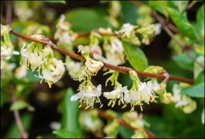 &Agrave; qui est associ&eacute; le ch&egrave;vrefeuille dans un mythe litt&eacute;raire normand ?