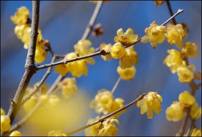 Il semblerait que les p&eacute;tales ont &eacute;t&eacute; cir&eacute;s ! Cet arbuste d&eacute;gage des senteurs de jacinthe ; il se dit &ecirc;tre le chimonanthe, &agrave; savoir fleur d'hiver.