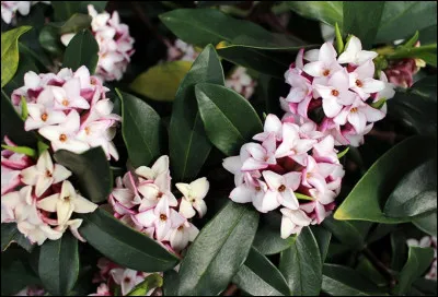 Qui fut amoureux de Daphn&eacute;, selon la mythologie grecque ?