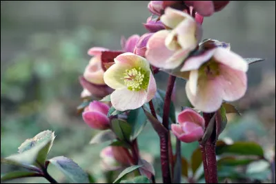Que gu&eacute;rirait un grain d'hell&eacute;bore ?