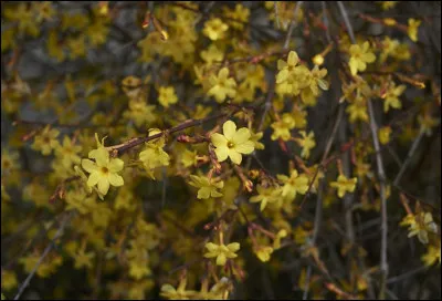 Les fleurs du jasmin d'hiver ont une particularit&eacute; ; laquelle est-ce ?