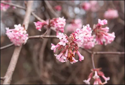 Un fleurissement rose pour attendrir l'atmosph&egrave;re. Quelle plante le produit ?