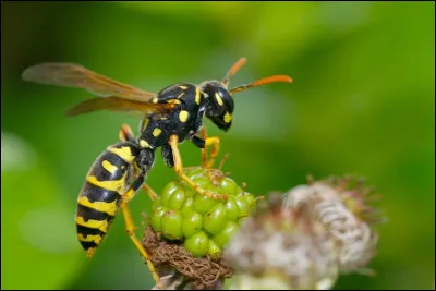 Encore beaucoup de gens font l'erreur, arriverez-vous &agrave; ne pas la faire ? Quel animal pouvez-vous voir sur cette image ?