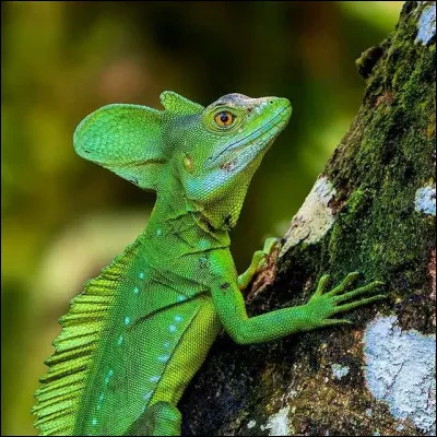 Quelle est la particularit&eacute; du basilic ?