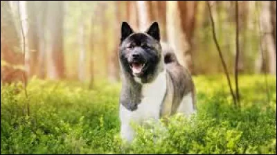 Le chien sur la photo est-il un Akita am&eacute;ricain ?
