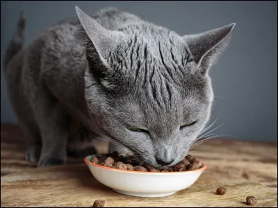 Quel est ton animal pr&eacute;f&eacute;r&eacute; ?