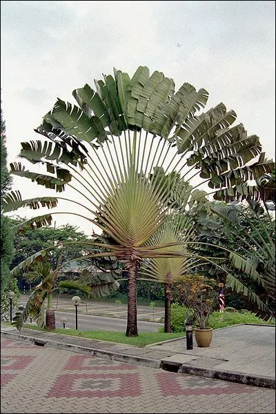 Cet arbre s'appelle :