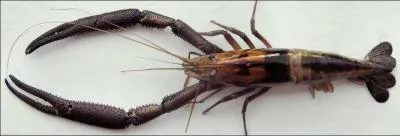 Je suis un Z' habitant , je vis ... .