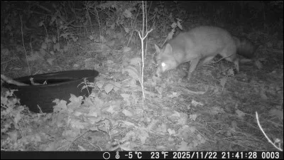 D&eacute;couvrez ci-dessous celui que l'on surnommait le Renard du D&eacute;sert !
